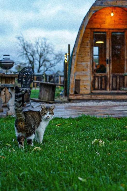Skipbridge Farm Glamping York Extérieur photo